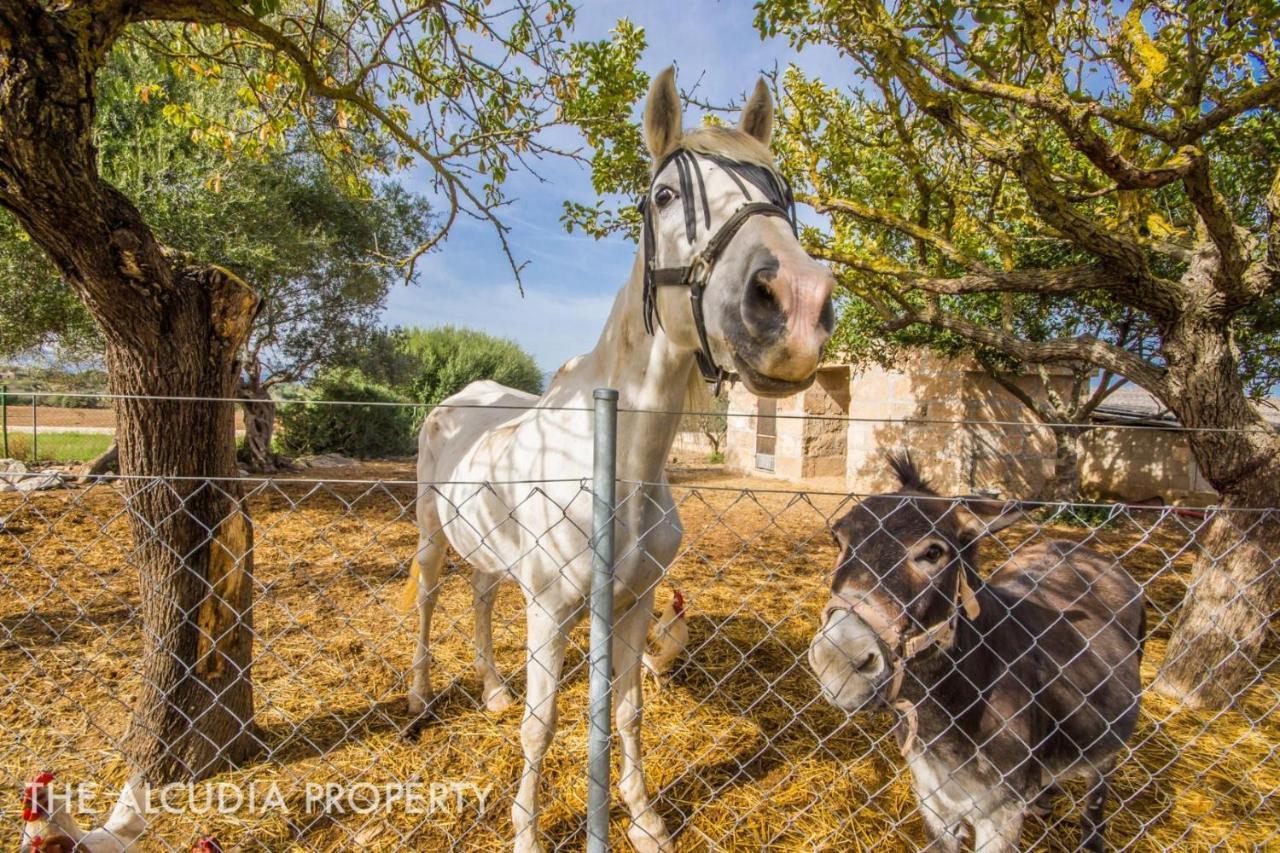 Finca Pegasus Alcúdia Extérieur photo